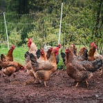 Chicken Manure